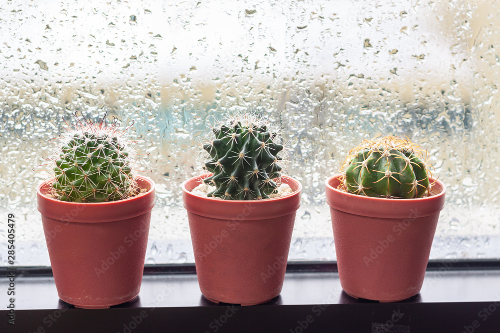 Fototapeta premium Cactus in pot displayed on window with water drops of rain