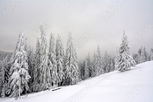 landscape with a pine forest in winter