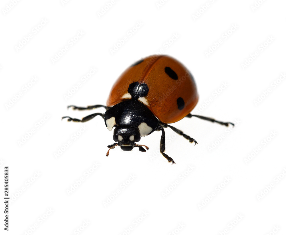 Marienkaefer, Coccinella, semptempunctata Marienkaefer, Coccinella, semptempunctata