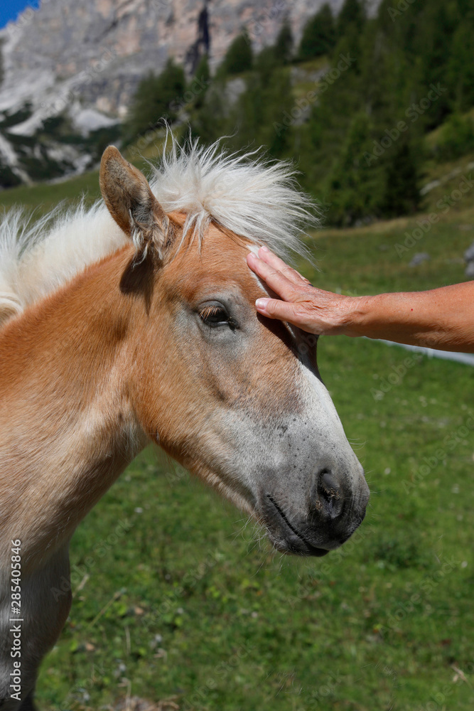 Junges Haflinger Pferd wird von Frau gestreichelt Portrait Junges Haflinger Pferd wird von Frau gestreichelt Portrait