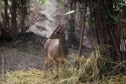 Dikdiks (Madoqua; auch Dik-Diks) afrikanische Zwergantilope