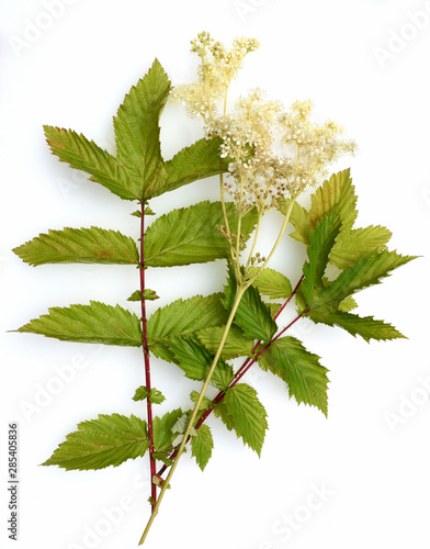 Schilderij op canvas Maedesuess, Filipendula, ulmaria