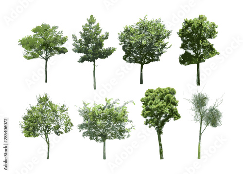  isolated of trees on the white background. 