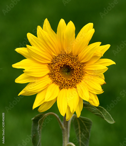 Sonnenblume  Helianthus  annuus  Oelpflanze