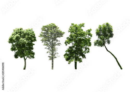  isolated of trees on the white background. 