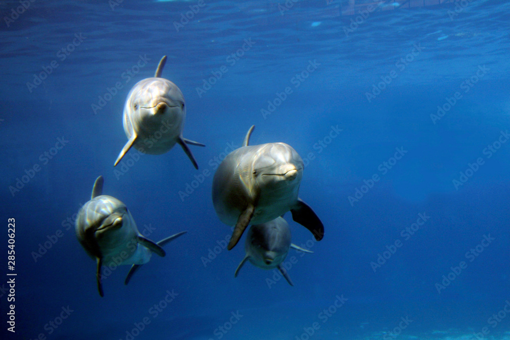 Große Tümmler (Tursiops truncatus) unter Wasser von vorne - obrazy, fototapety, plakaty 