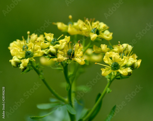 Weinraute; Ruta; graveolens photo