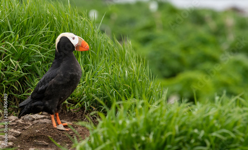 Tufted Puffin on the Commander islands