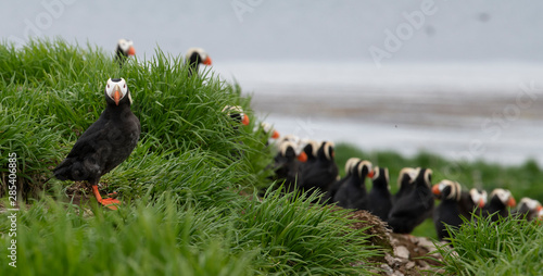 Tufted Puffin on the Commander islands