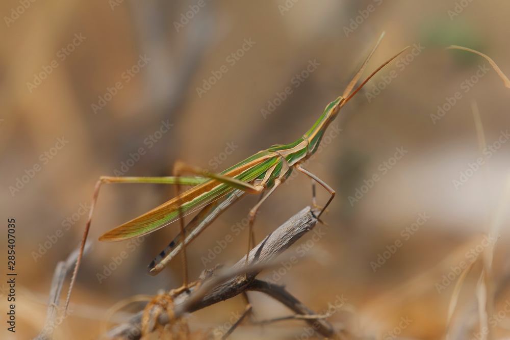 Gewöhnliche Nasenschrecke (Acrida ungarica) Feldheuschrecke