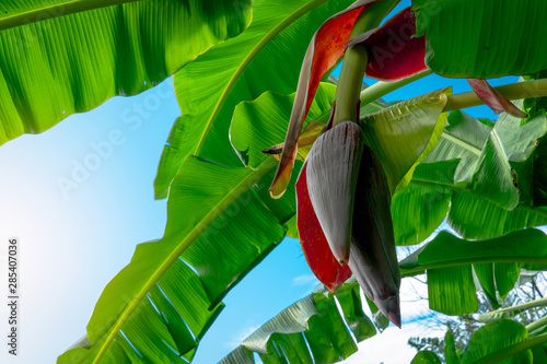 Banana tree and green leaves with banana blossom. Banana heart is raw material for make vegan fish and meat. Vegan food star. Meat free alternatives food. Plant-based meals. Purple skinned flower. photo