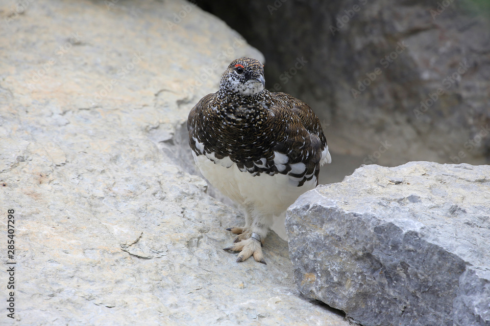 Alpenschneehuhn (Lagopus muta) Sommerkleid, Alpenvogel Alpenschneehuhn (Lagopus muta) Sommerkleid, Alpenvogel