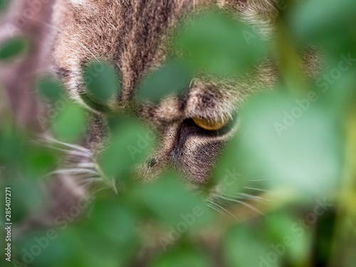 wild cat sitting at outdoor © CarlosTamsui