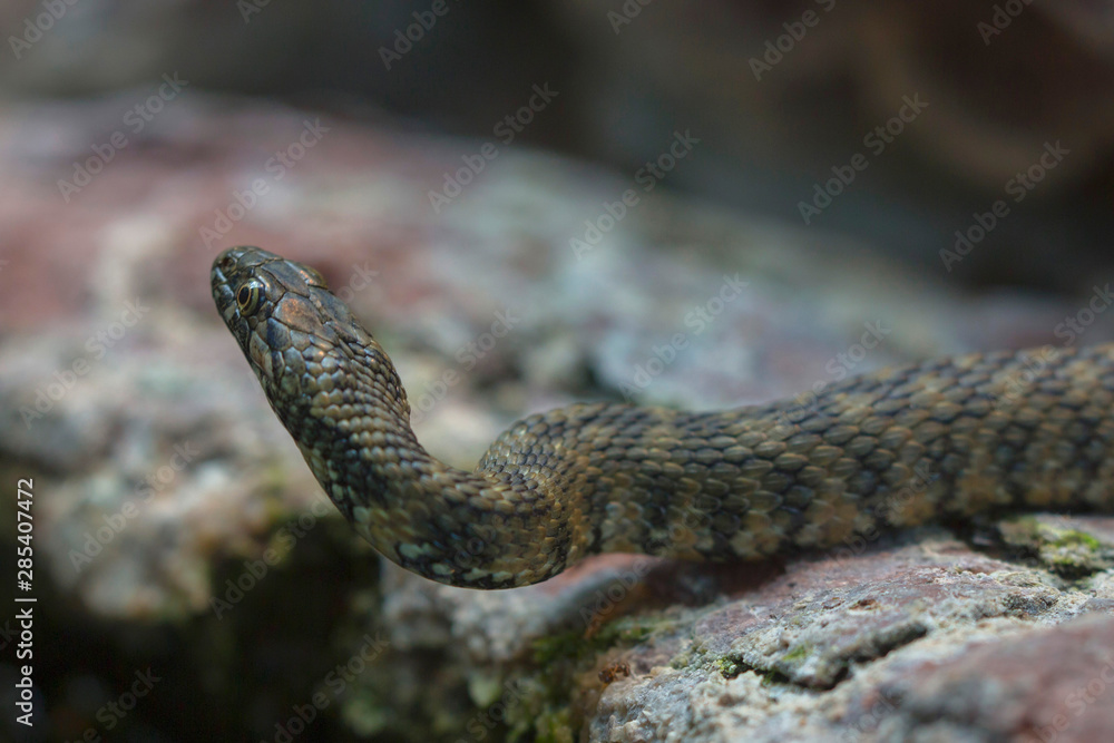 Fototapeta premium Würfelnatter (Natrix tessellata) eurasische Schlange, ungiftig