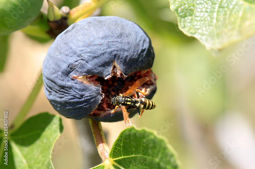 Wespe (Vespinae) auf reifer Feige photo