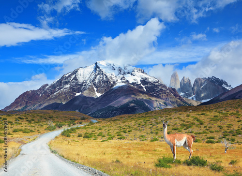 On dirt road is worth guanaco photo