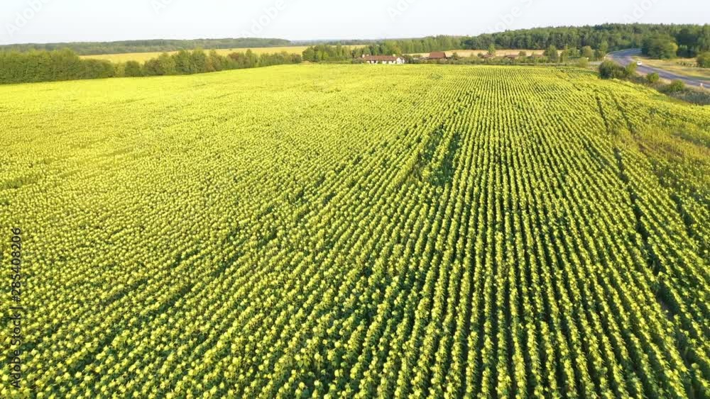 Aerial View of Field of Ripened Sunflowers Aerial View of Field of Ripened Sunflowers
