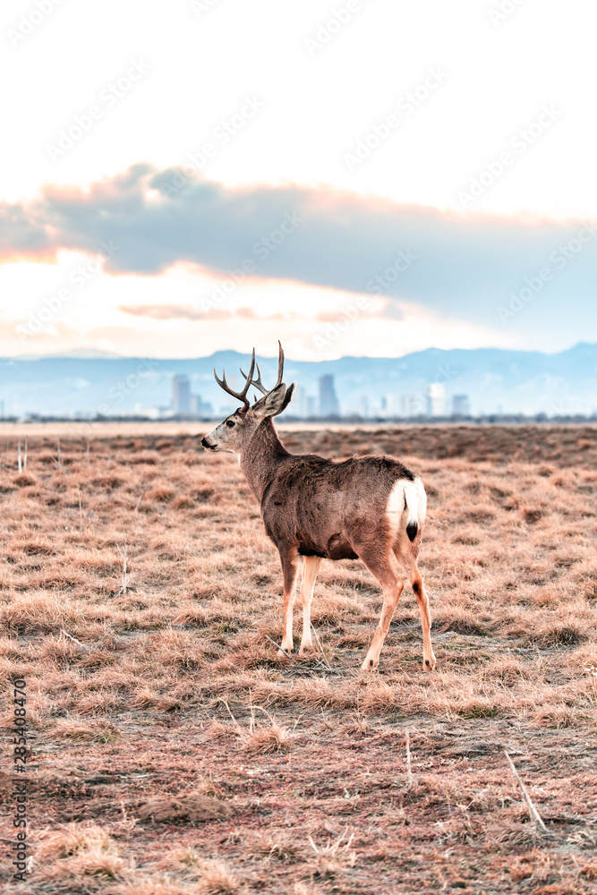 Naklejka premium Deer against a background of Denver skyline
