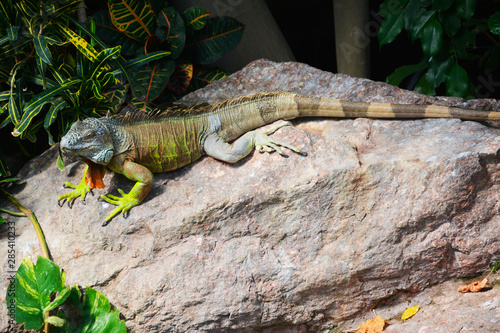 a grren iguana on the rock