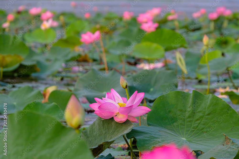 Lotus flower and Lotus flower plants Lotus flower and Lotus flower plants