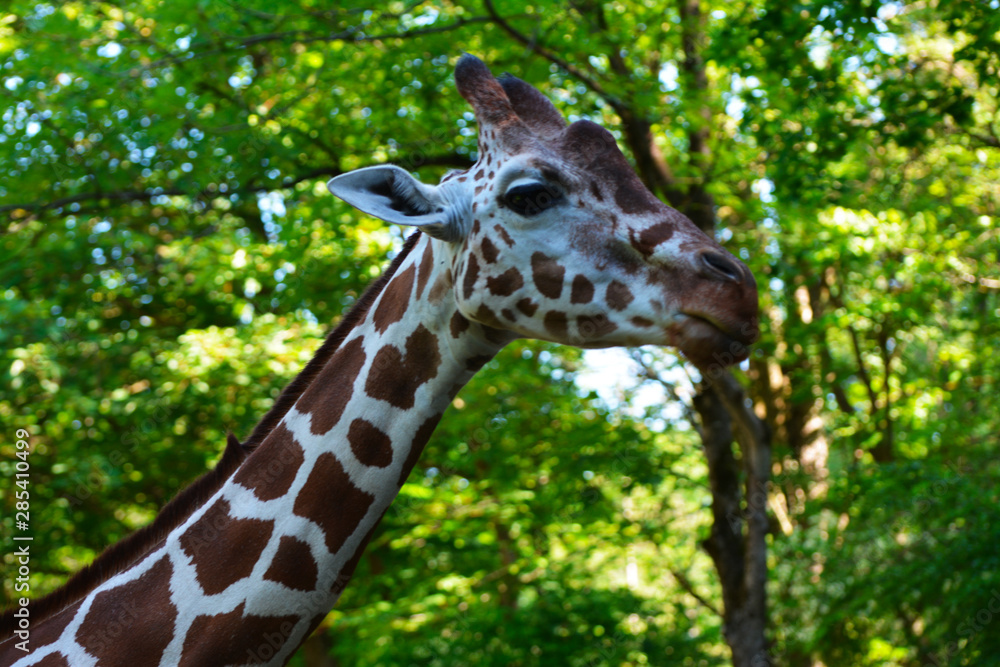 portrait of a reticulated giraffe portrait of a reticulated giraffe