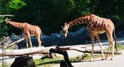 two reticulated giraffes 