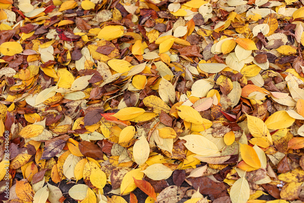 Colorful carpet of fallen autumn leaves