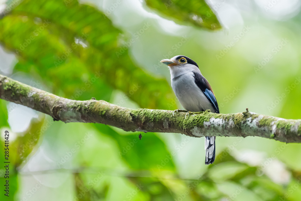 Fototapeta premium Silver-breasted Broadbill (Serilophus lunatus) perched on tree trunk at park