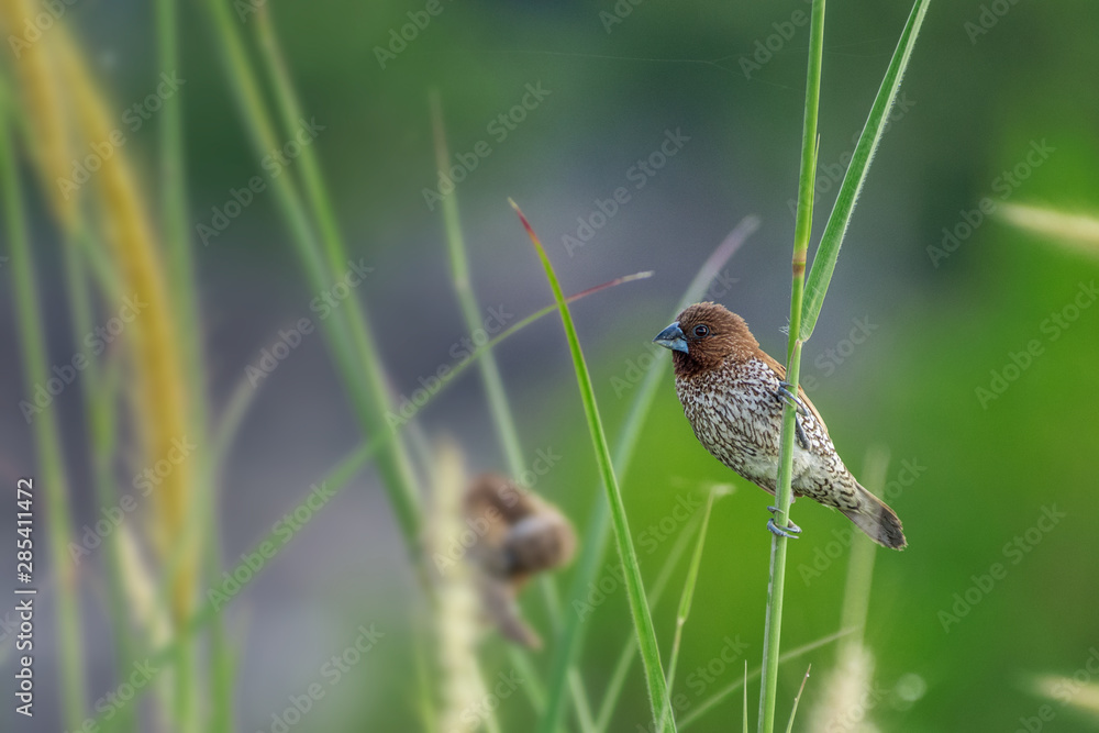 Fototapeta premium Scaly-breasted Munia bird (lonchura punctulata) perched at park