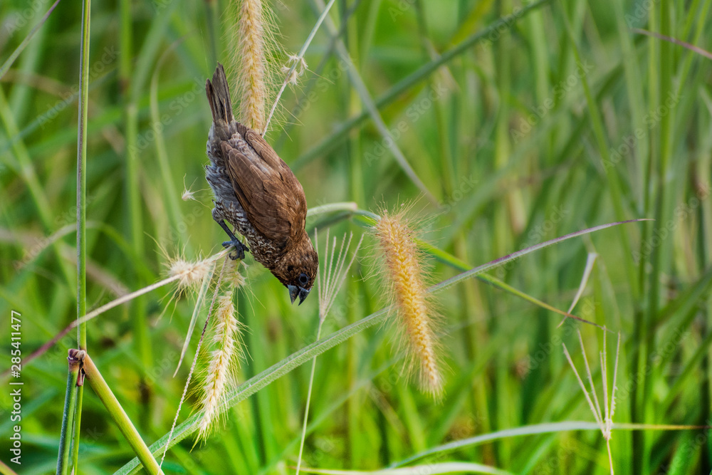 Scaly-breasted Munia bird (lonchura punctulata) perched at park Scaly-breasted Munia bird (lonchura punctulata) perched at park