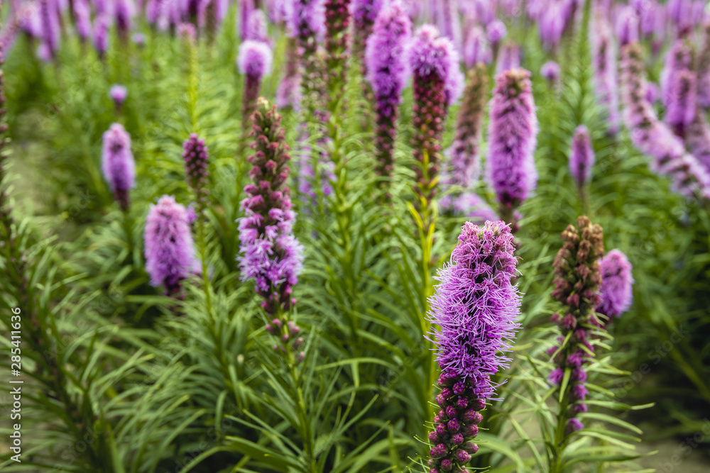 Purple flowering Liatris spicata plants from close Purple flowering Liatris spicata plants from close