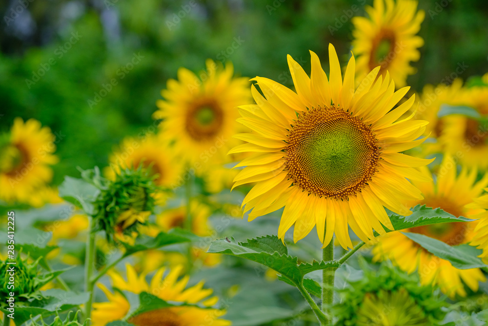 Sunflower natural background. Sunflower blooming. Close-up of sunflower. Sunflower natural background. Sunflower blooming. Close-up of sunflower.