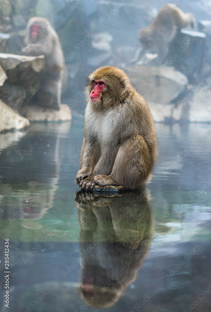 Naklejka premium Snow monkey or Japanese Macaque in hot spring onsen