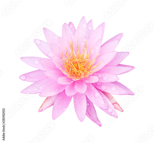 beautiful fresh single sweet pink lily lotus flowers blooming with water drops isolated on white background , clipping path
