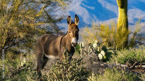 Photography Wild Burro Wide
