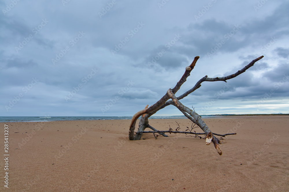 Driftwood on the beach at the St Cyrus NNR on a wet July Day in Summer, with low dark rain threatening clouds. Aberdeenshire, Scotland. Driftwood on the beach at the St Cyrus NNR on a wet July Day in Summer, with low dark rain threatening clouds. Aberdeenshire, Scotland.