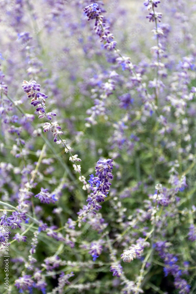 Naklejka premium Lavender field somewhere in the hungarian countryside.