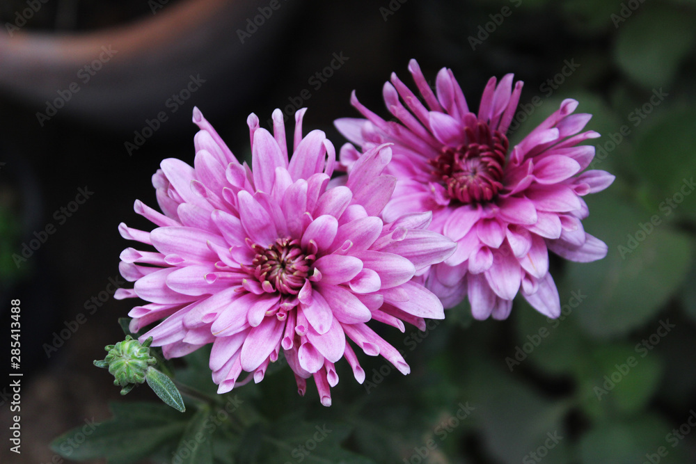 Fototapeta premium pink flowers - Chrysanthemum 