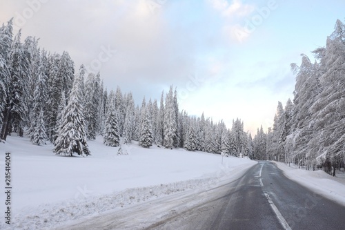 a road among the pine trees covered with snow
