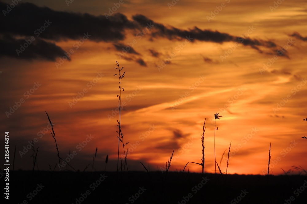 Fototapeta premium sunset over field