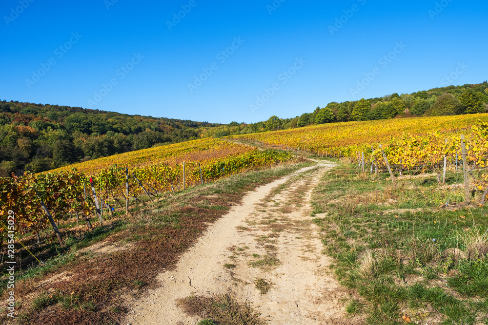 Naklejka premium Wanderung auf dem Rheinsteig im Rheingau durch die Weinberge im Herbst