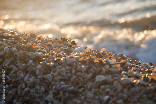 Wave spatter on shells. Sea shore in the summer.