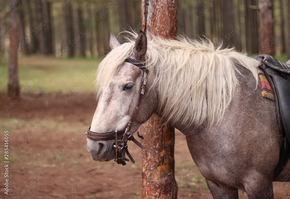 Obraz premium Portrait of a horse