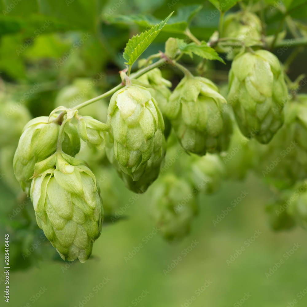 Fototapeta premium Sprig of hops in the garden. Organic brewing product. Soft focus, place for text.