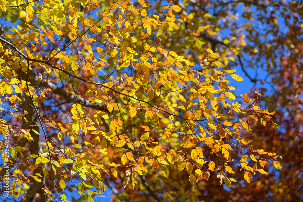 奥日光の森の紅葉 奥日光の森の紅葉