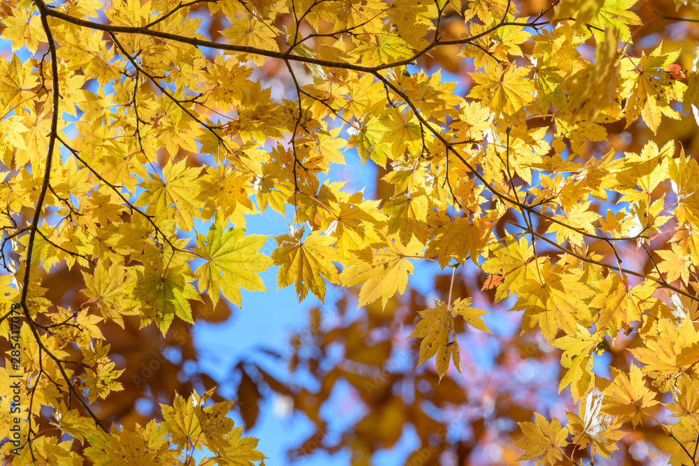 奥日光の森の紅葉 奥日光の森の紅葉