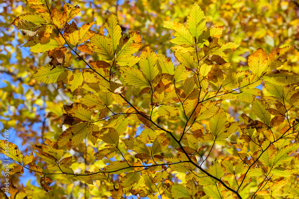 奥日光の森の紅葉 奥日光の森の紅葉