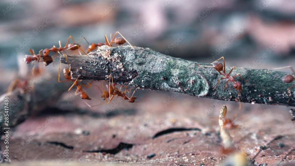 Weaver Ant Colony Exploring a Twig Weaver Ant Colony Exploring a Twig