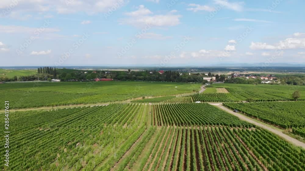 Dolly Out Movement over Rows of Vineyards in France. Shot Two. Dolly Out Movement over Rows of Vineyards in France. Shot Two.