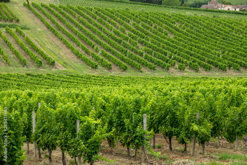 vineyards of the famous region of monbazillac, perigord.